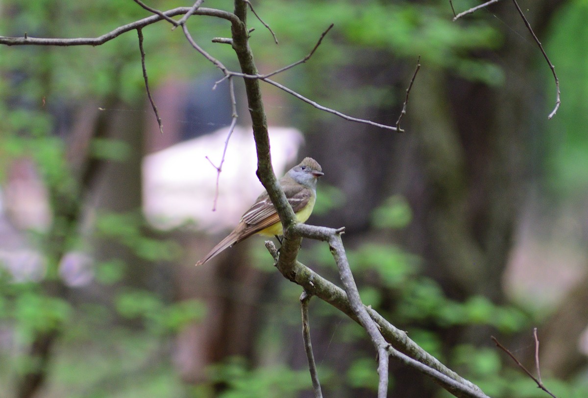 Great Crested Flycatcher - ML612862125