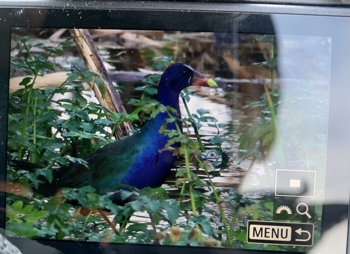 Purple Gallinule - ML612862127