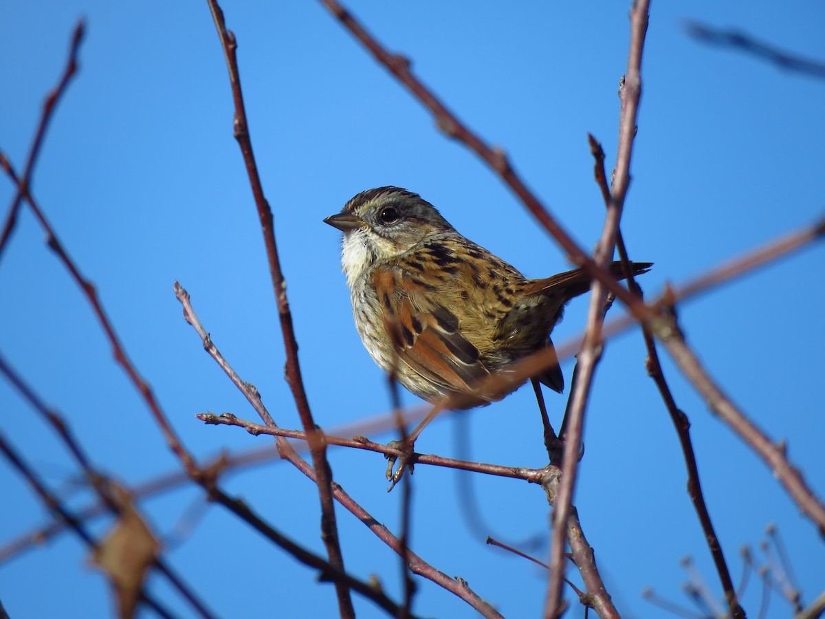 Swamp Sparrow - ML612862219