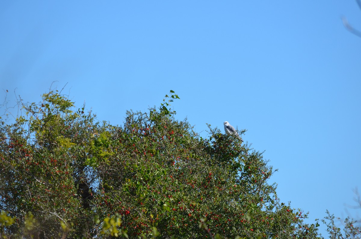 White-tailed Kite - ML612862252