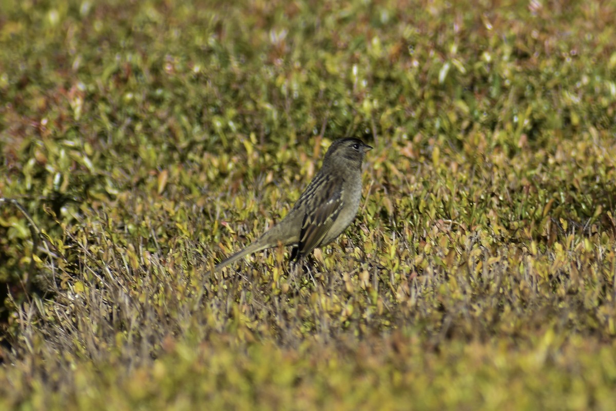 Golden-crowned Sparrow - ML612862264