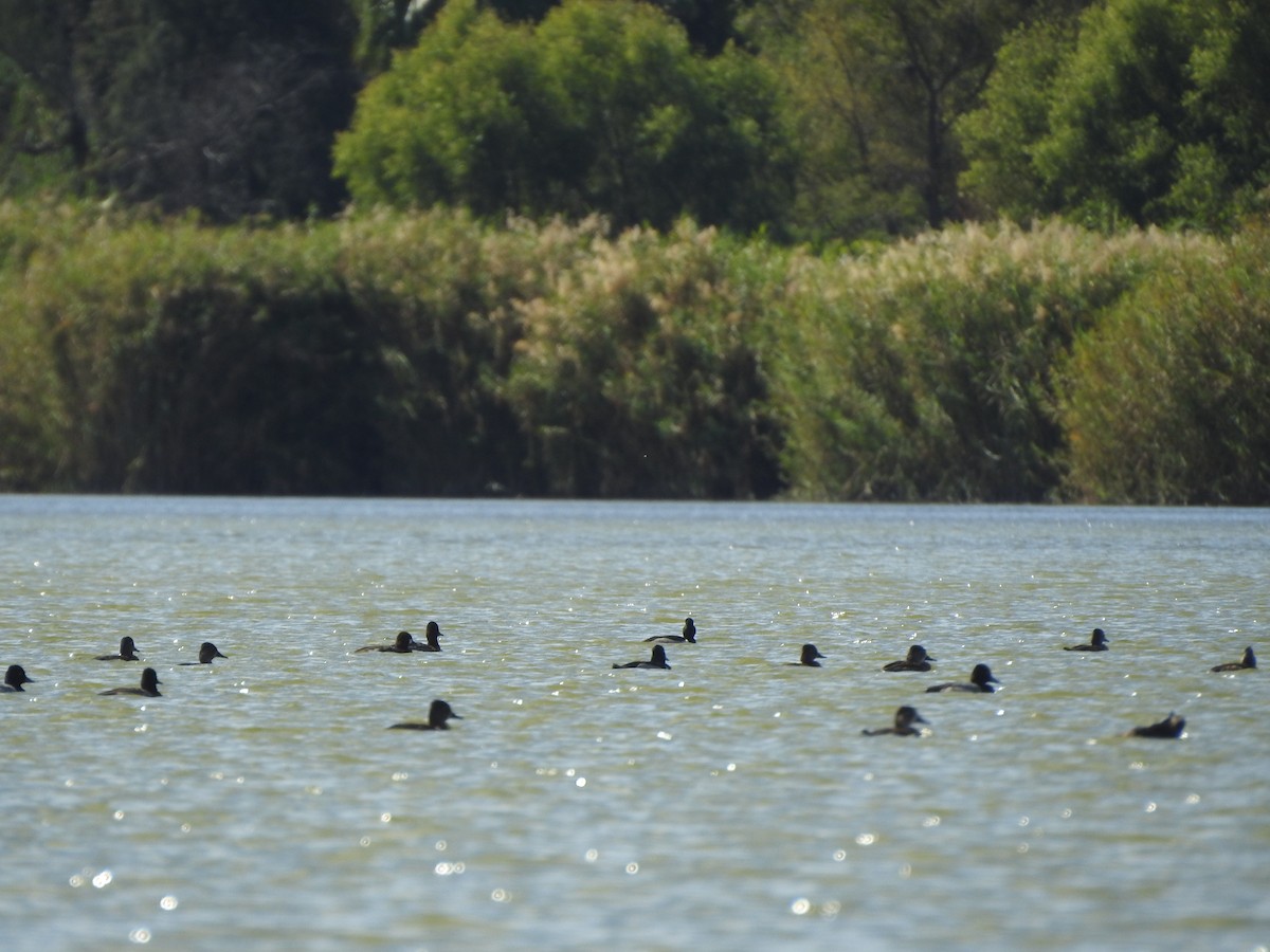 Ring-necked Duck - ML612862304