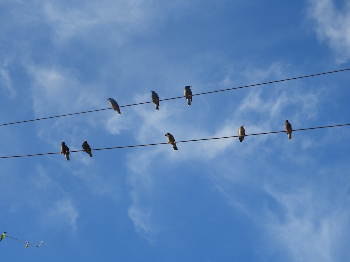 モリハッカ - ML612862312