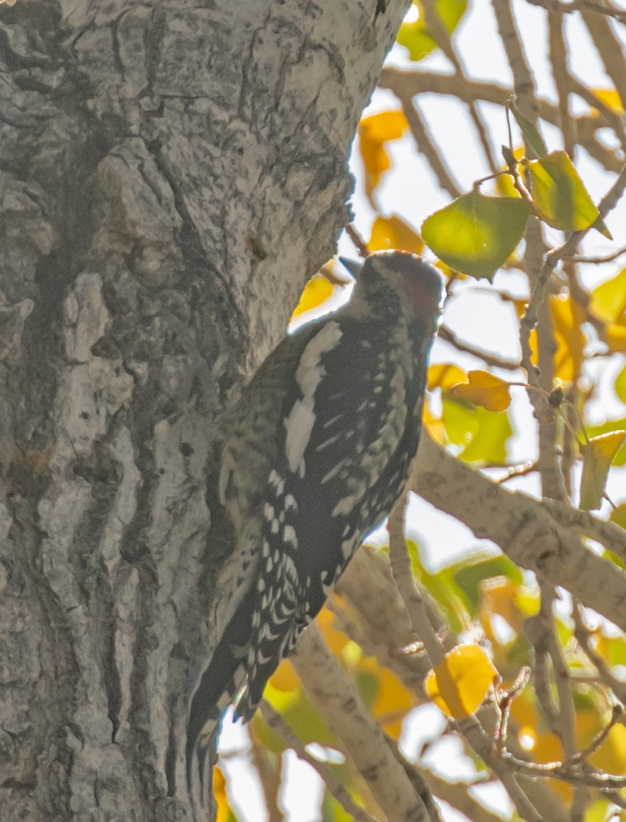 Red-naped Sapsucker - ML612862330