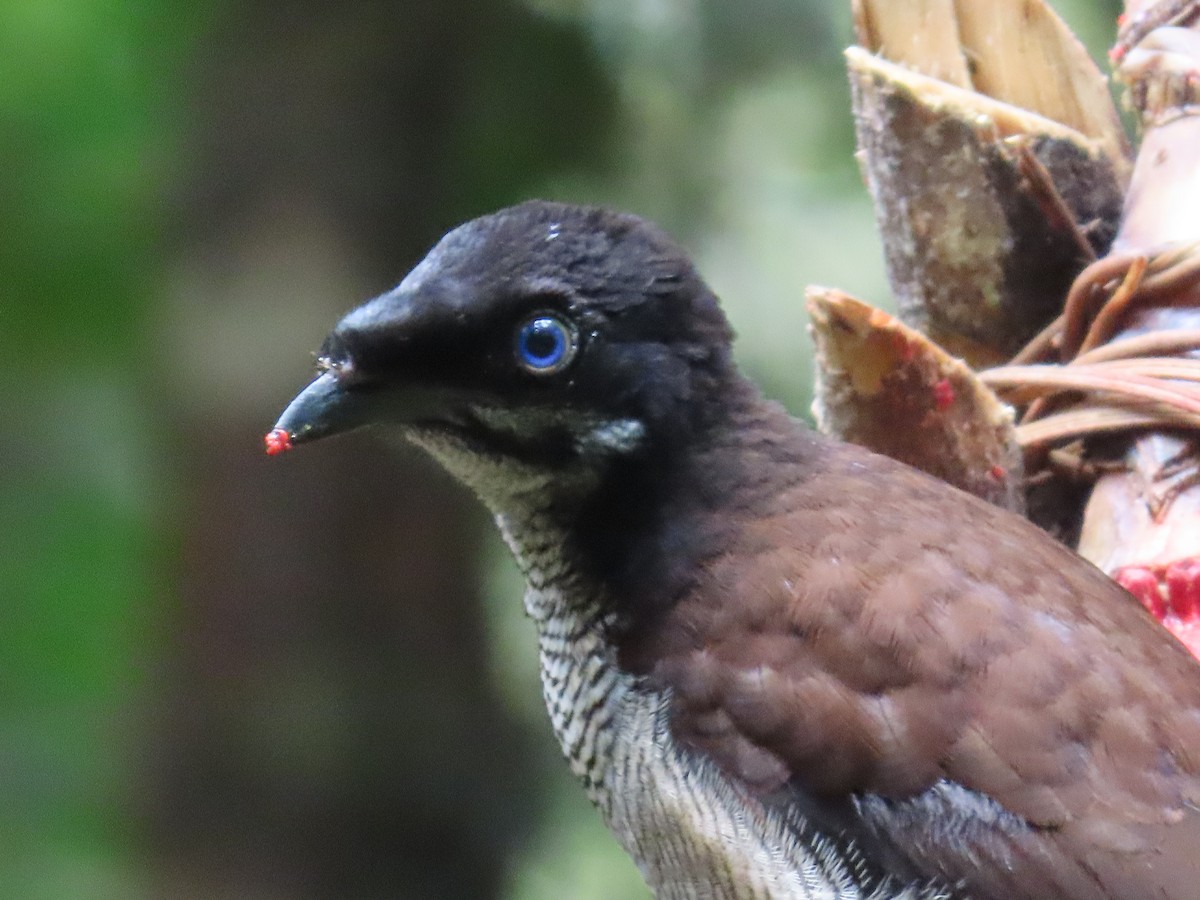 Western Parotia - ML612862335