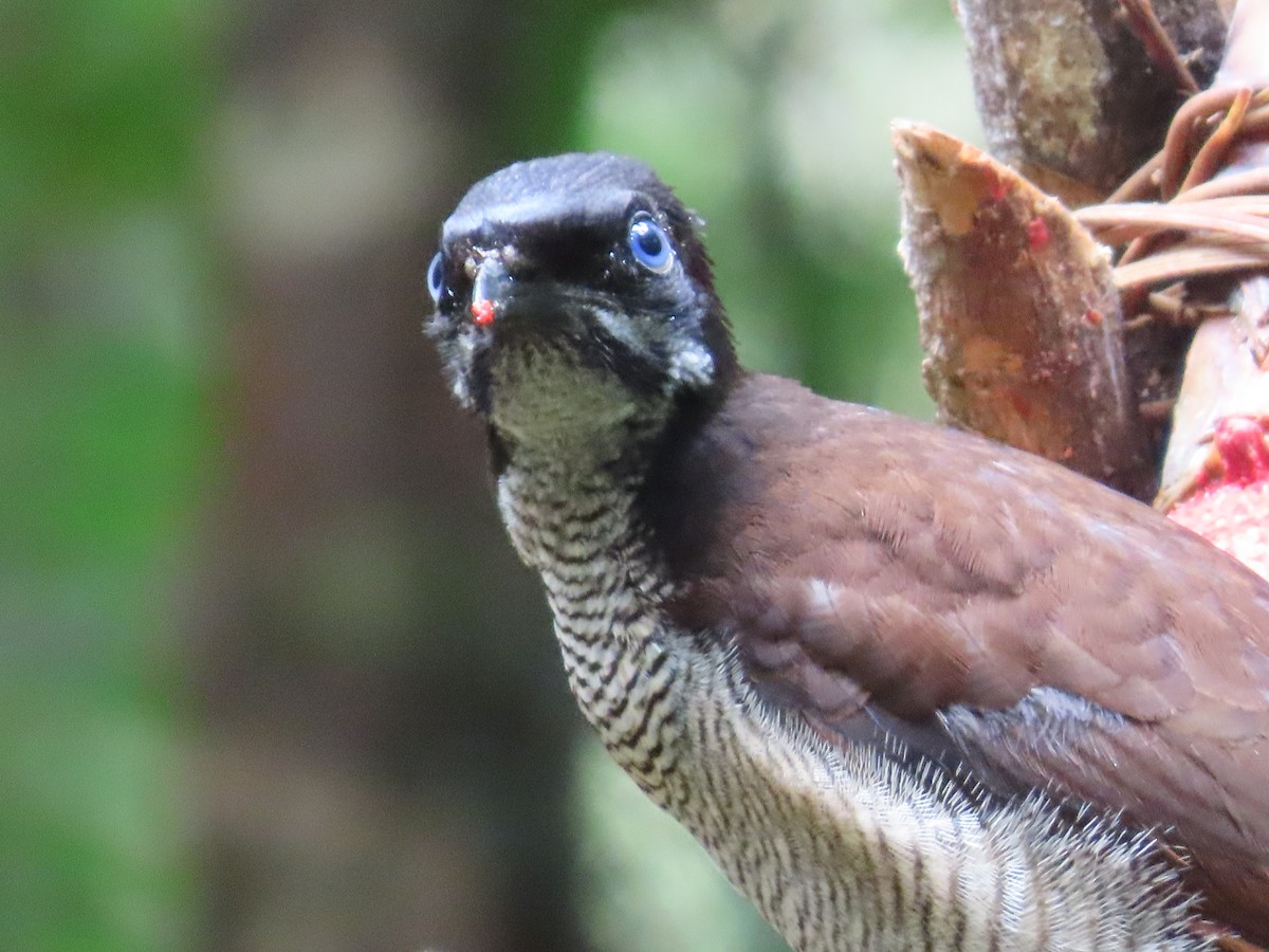 Western Parotia - ML612862337