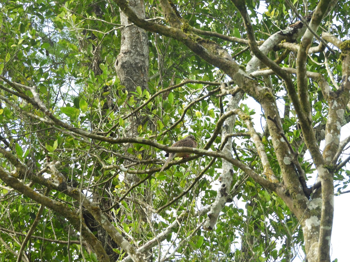 カノコバト - ML612862370