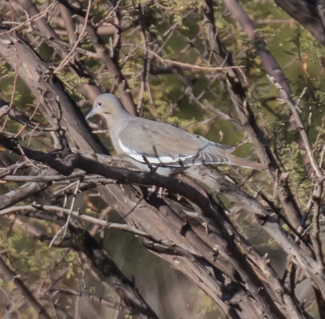 White-winged Dove - ML612862377