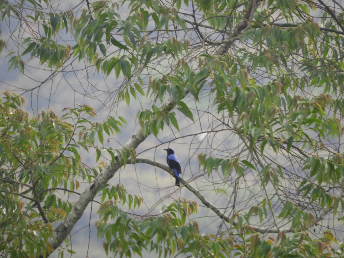 ルリコノハドリ - ML612862381