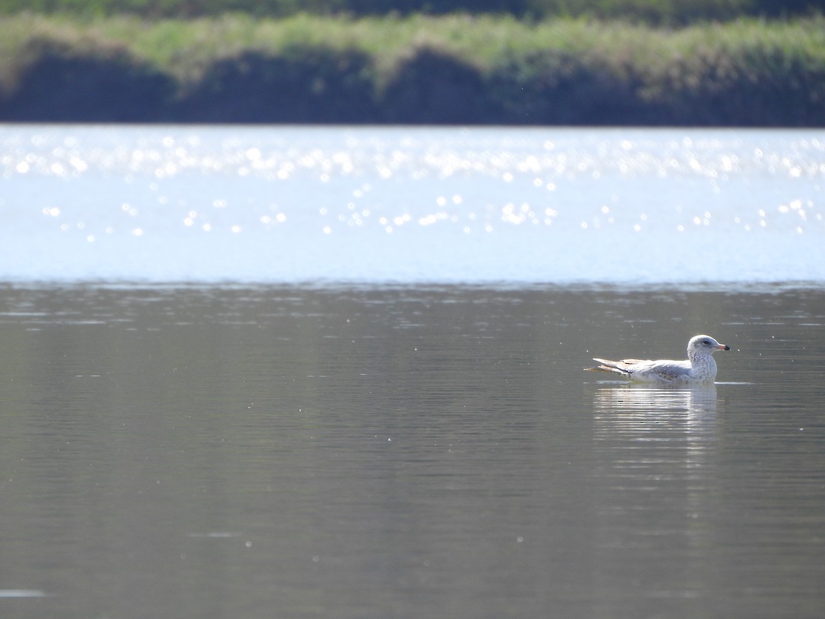 Ring-billed Gull - ML612862382