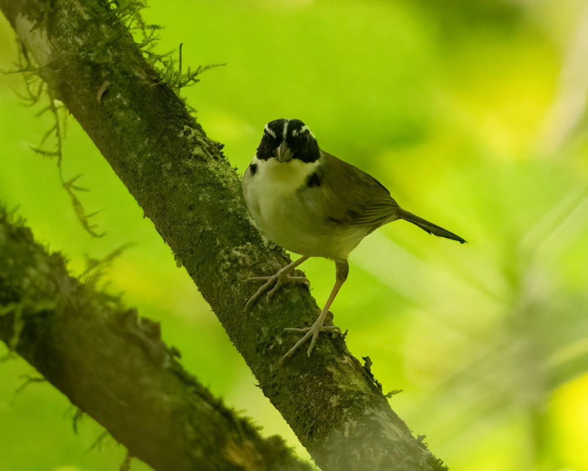 Schwarzring-Buschammer (taciturnus/nigrirostris) - ML612862418