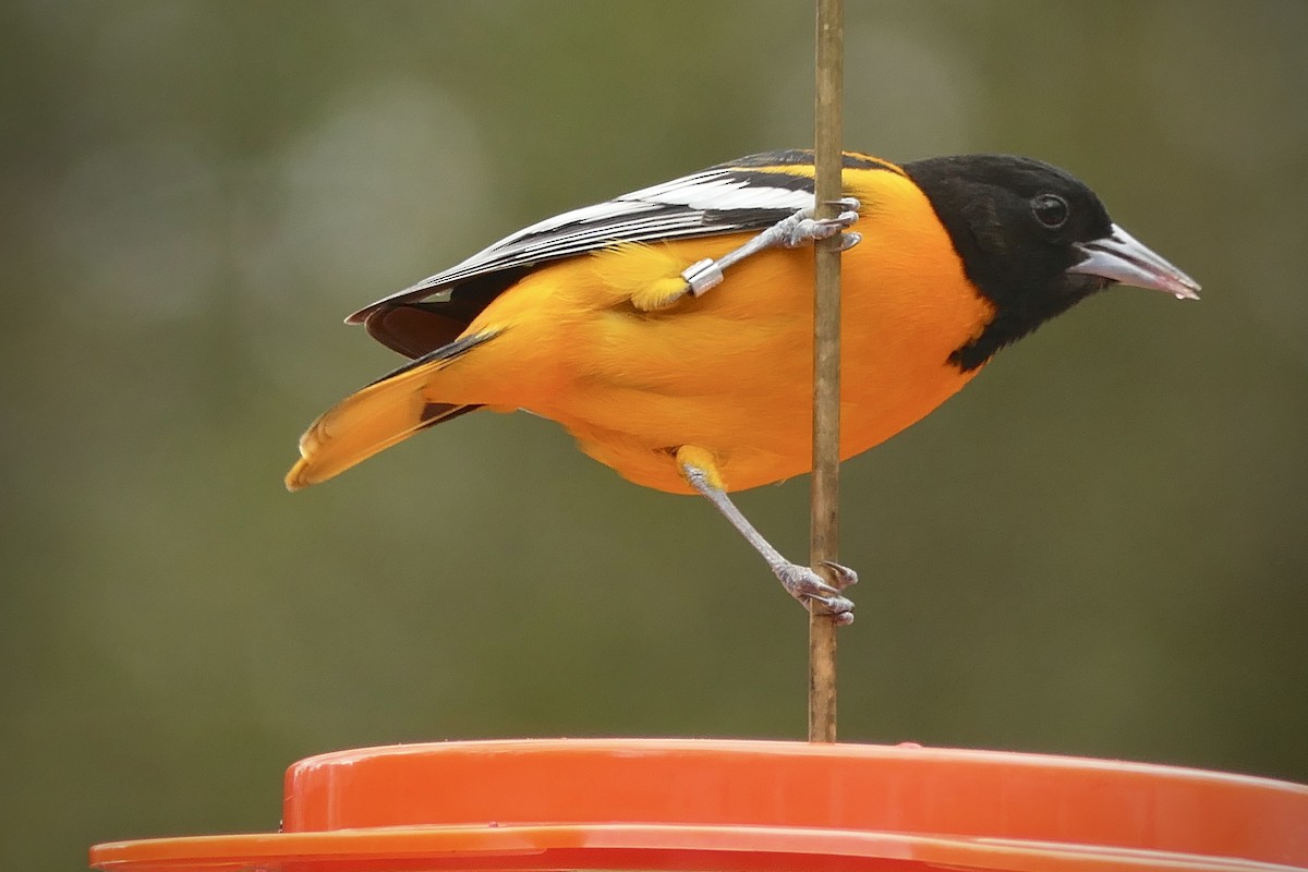 Baltimore Oriole - ML612862431