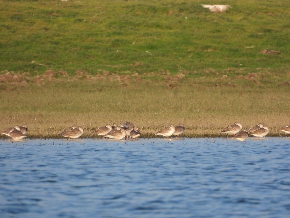 Spotted Redshank - ML612862438