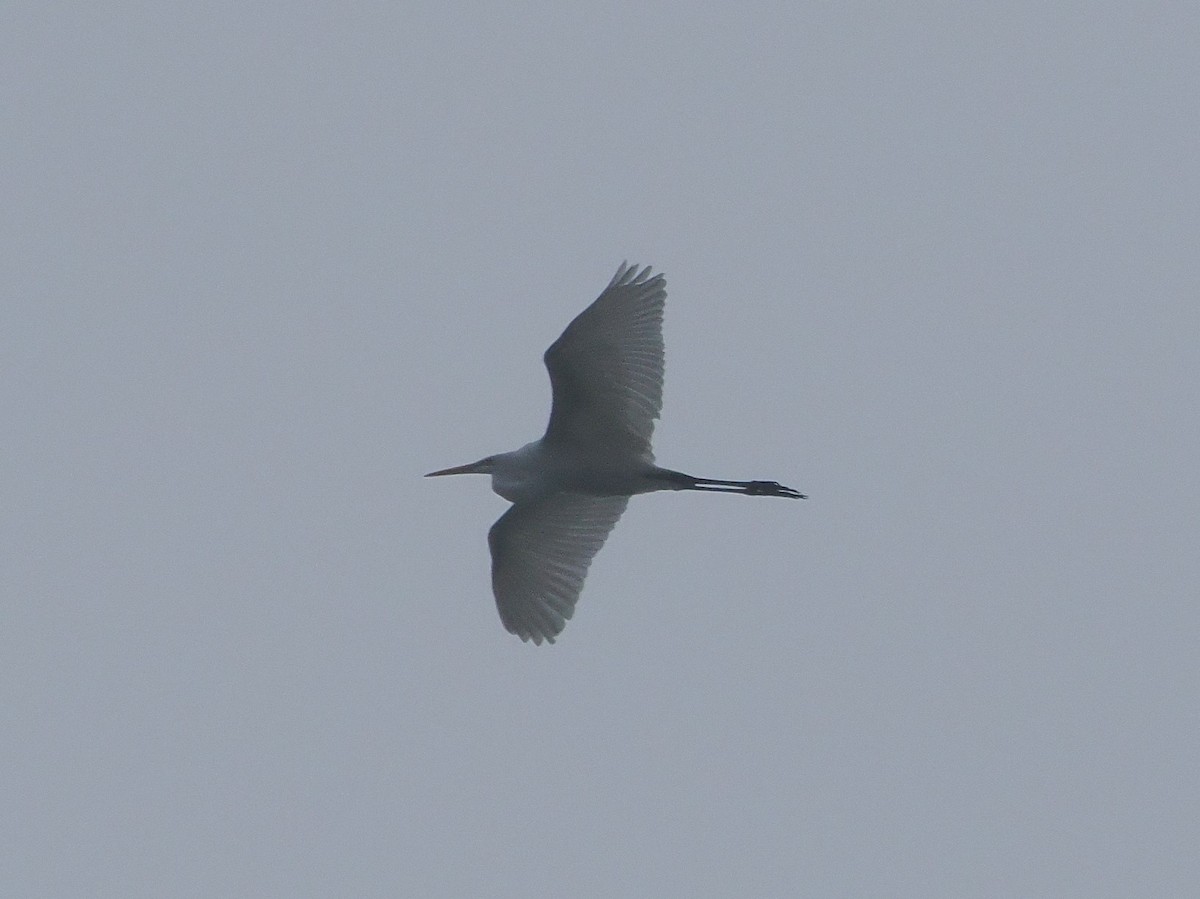 Great Egret - ML612862455