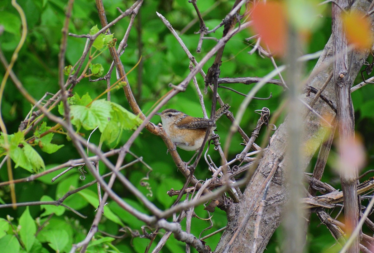 Marsh Wren - ML612862457