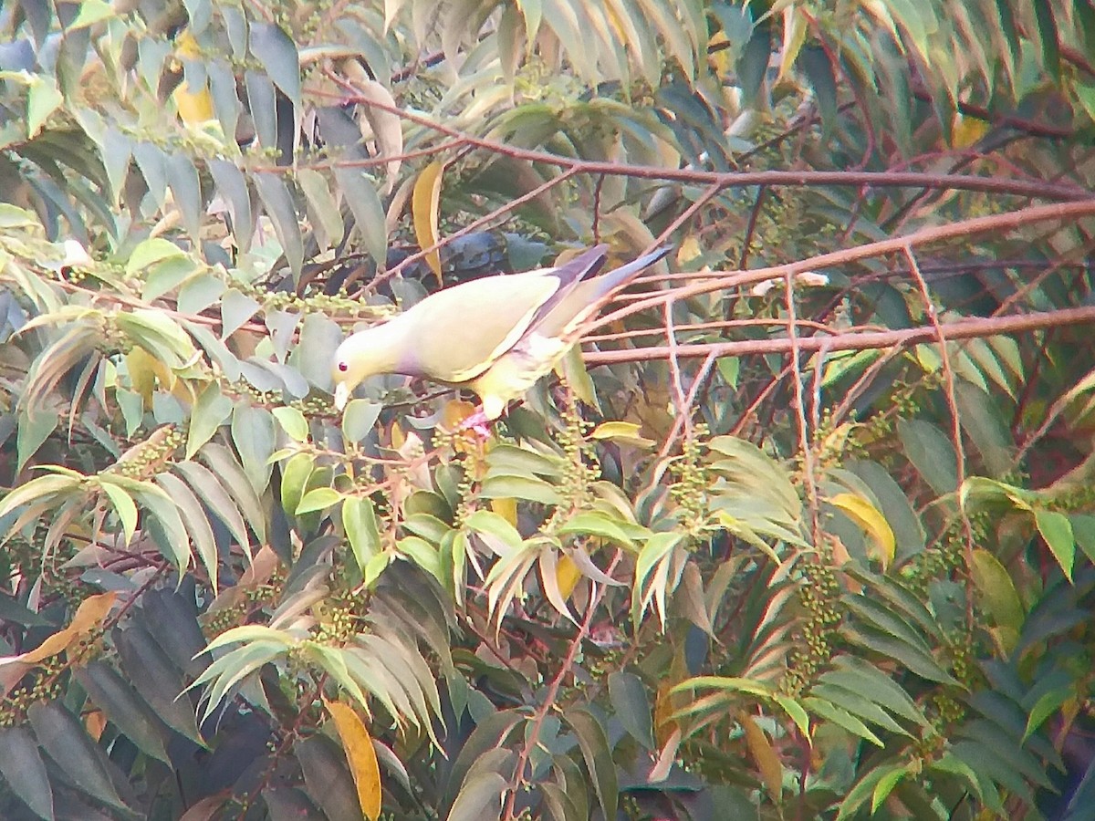 Orange-breasted Green-Pigeon - Sooraj  Sekhar