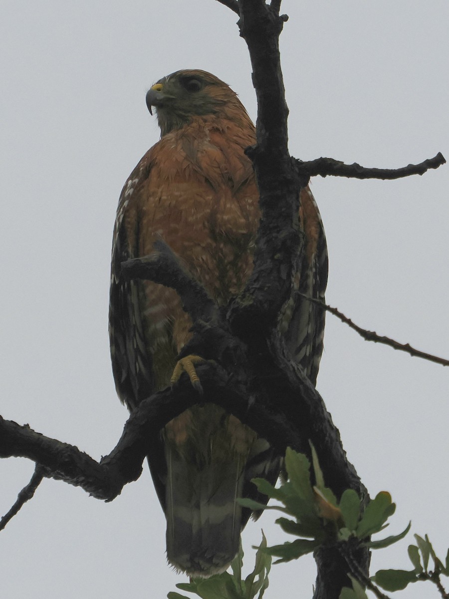 Red-shouldered Hawk (elegans) - ML612862471