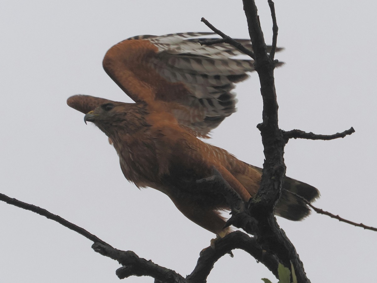 Red-shouldered Hawk (elegans) - ML612862472