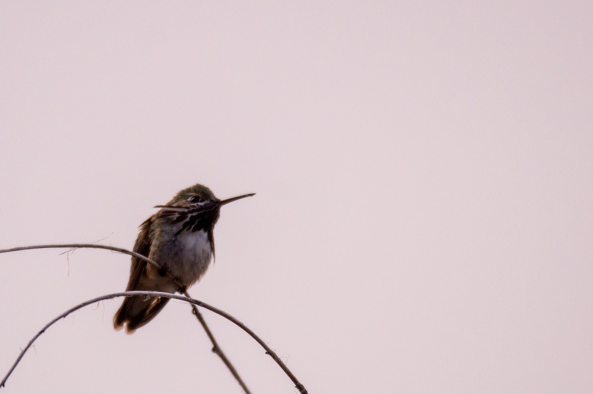 Colibrí Calíope - ML612862514