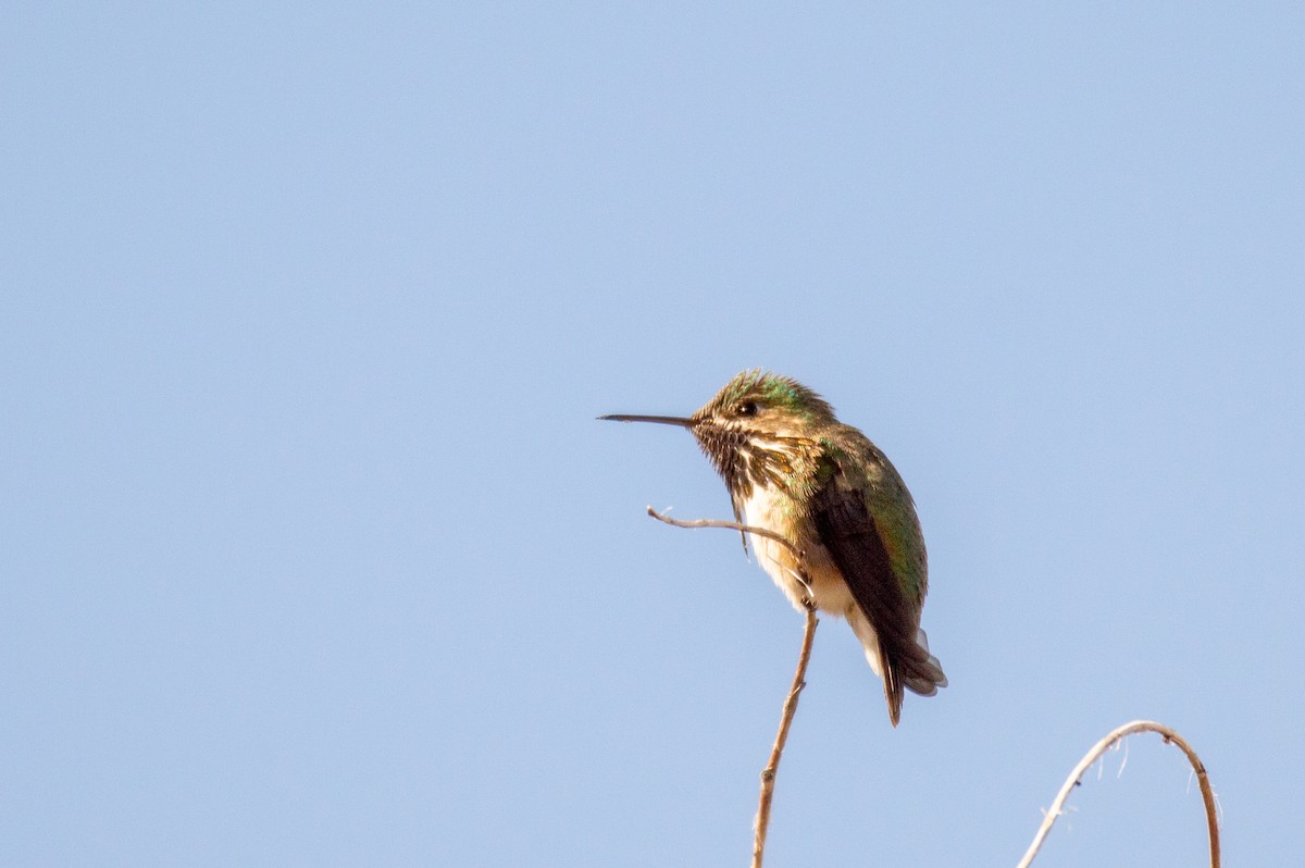 Calliope Hummingbird - ML612862515