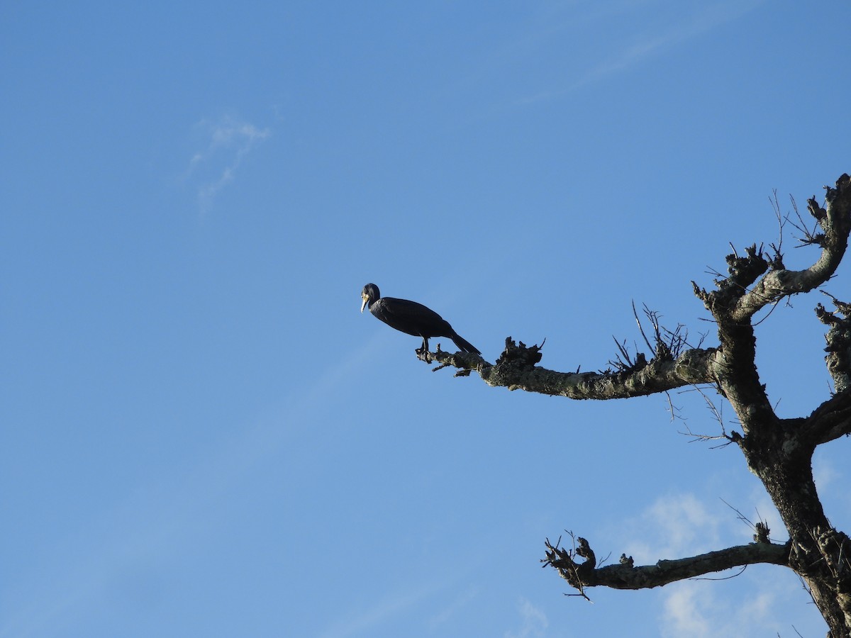 カワウ - ML612862526