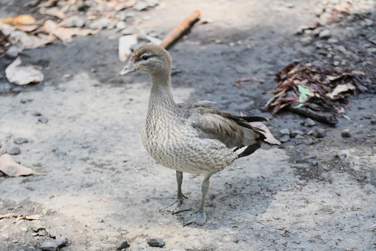 Maned Duck - ML612862560