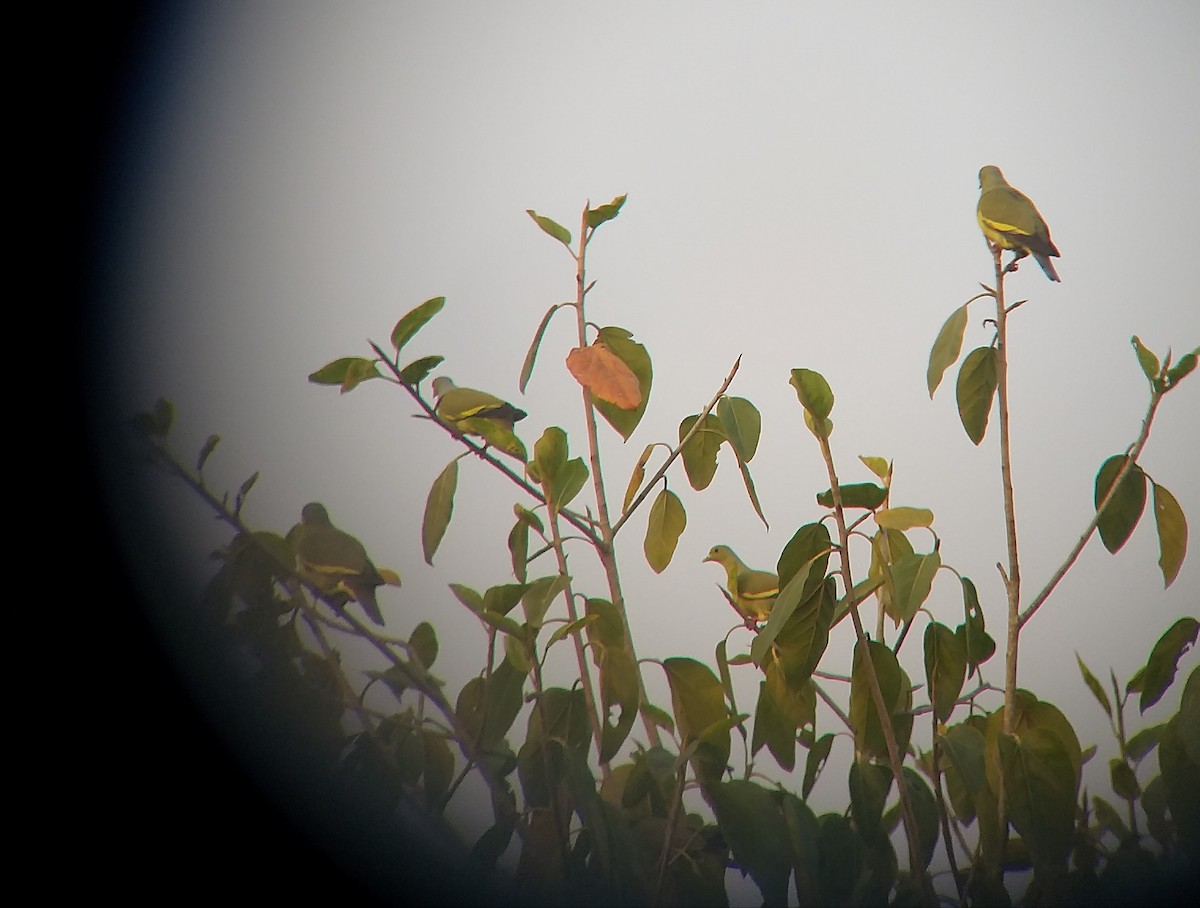 Orange-breasted Green-Pigeon - Sooraj  Sekhar