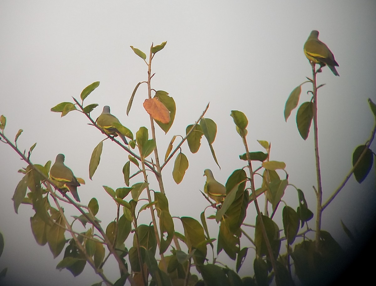 Orange-breasted Green-Pigeon - Sooraj  Sekhar