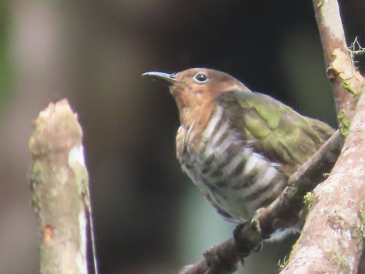 Rufous-throated Bronze-Cuckoo - ML612862597