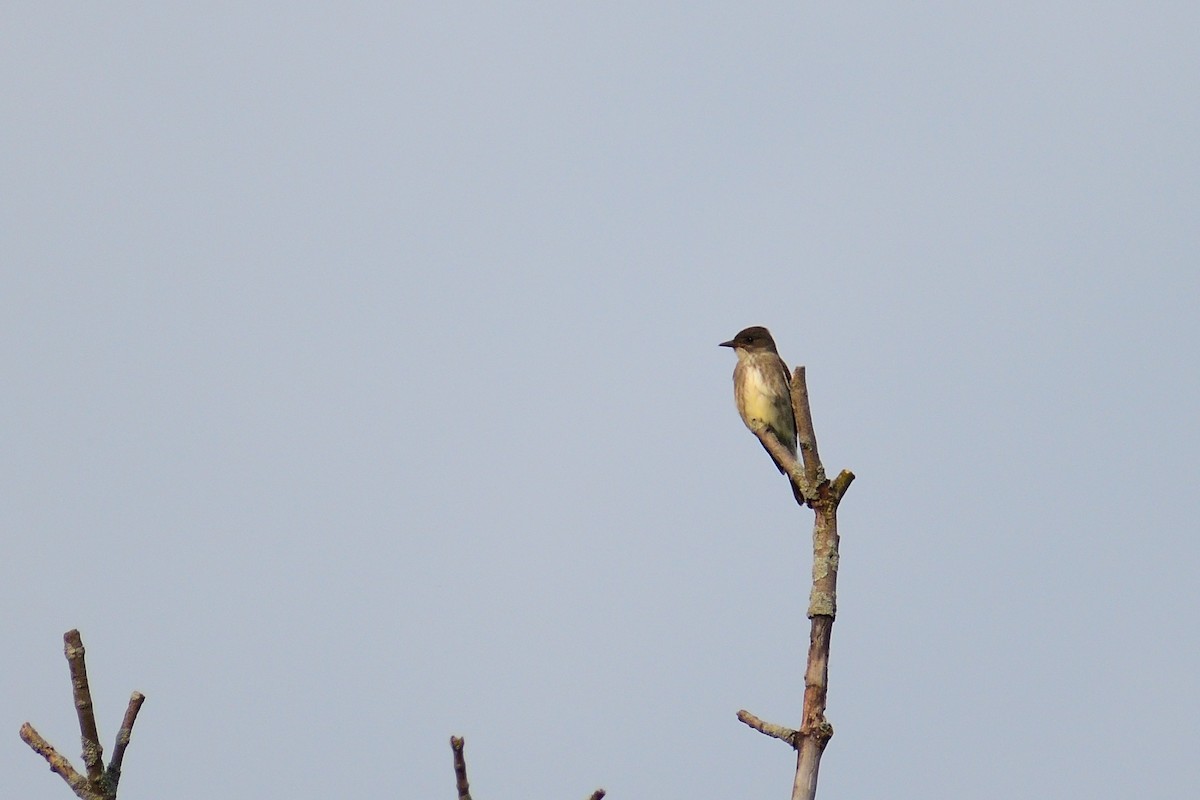 Olive-sided Flycatcher - ML612862655