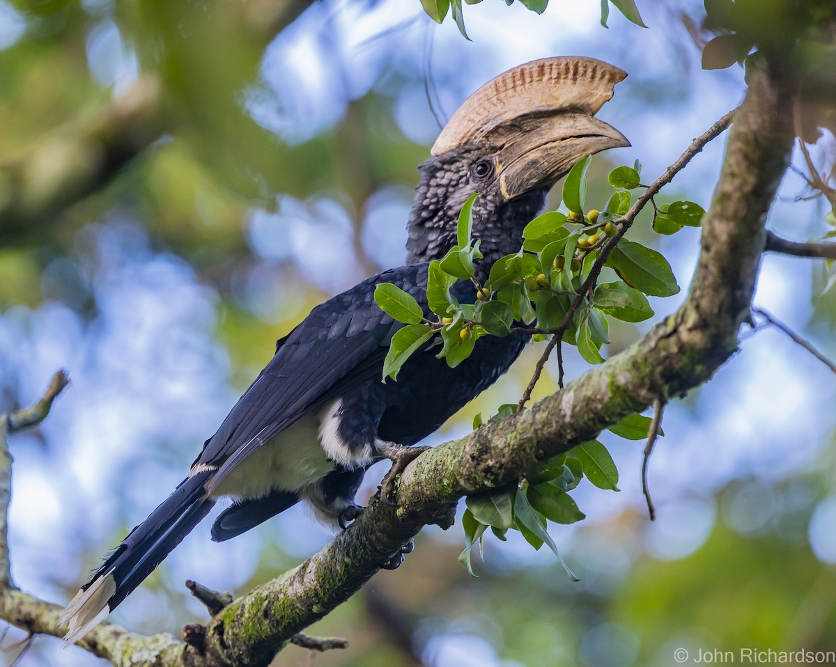 Silvery-cheeked Hornbill - John Richardson