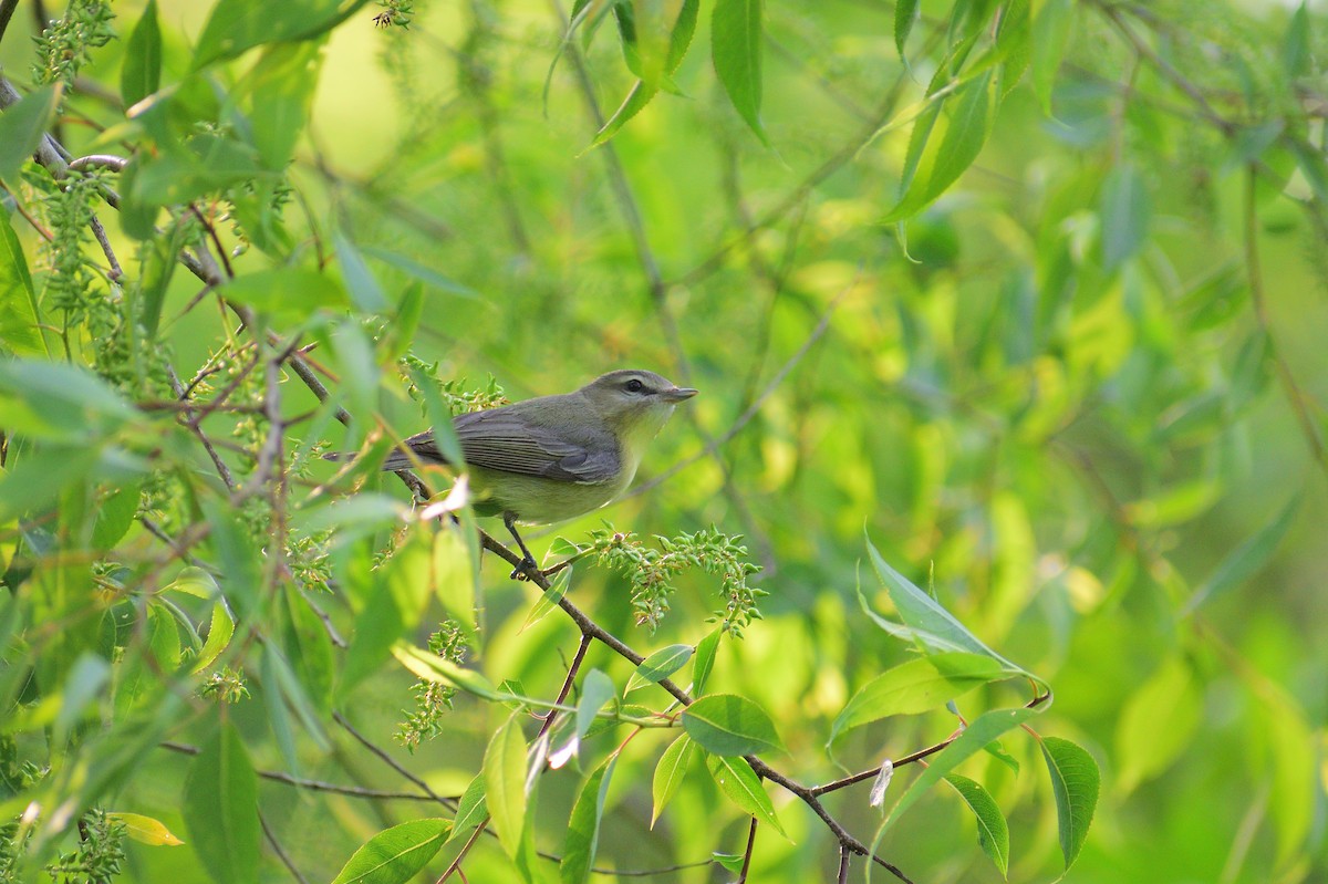 Philadelphia Vireo - Matt Hall