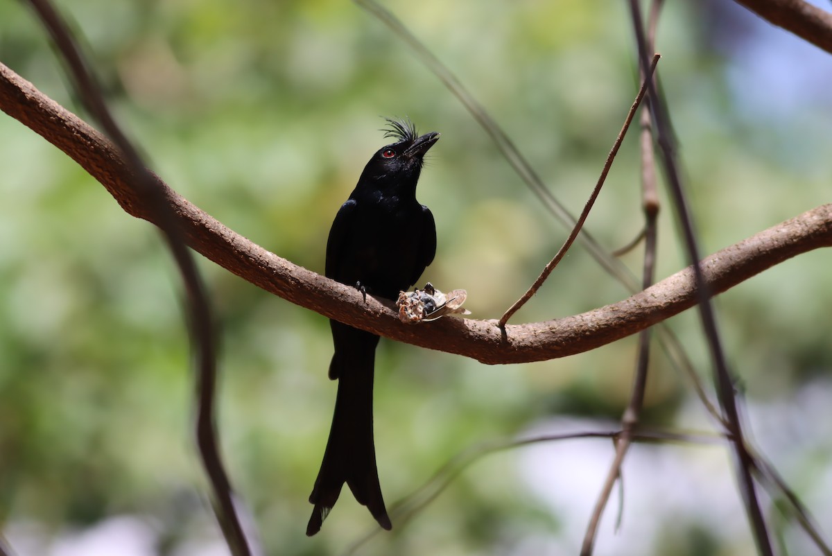 Crested Drongo - ML612862741