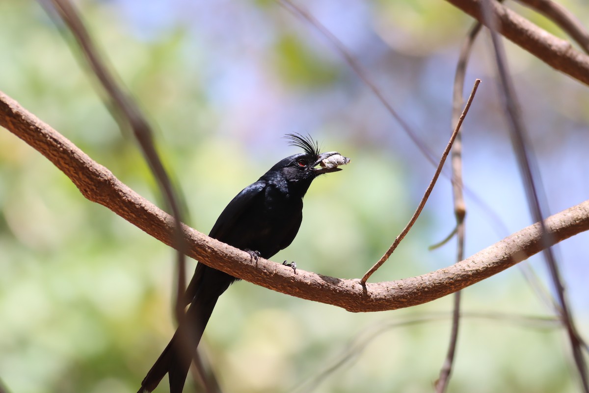 Crested Drongo - ML612862742