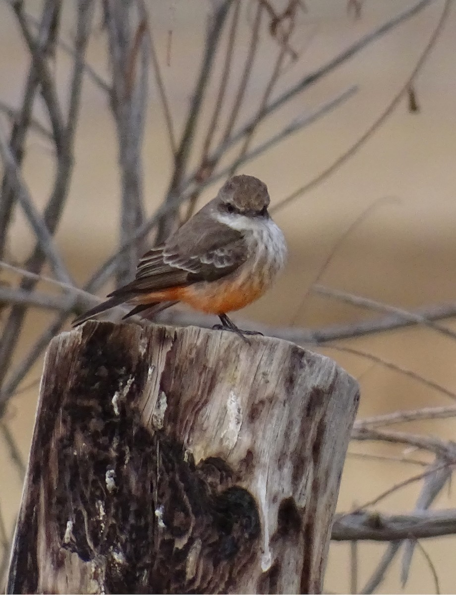 Vermilion Flycatcher - Nancy Overholtz