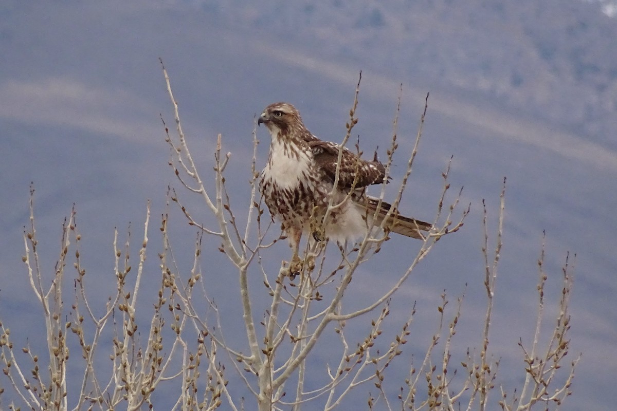 Red-tailed Hawk - ML612862832