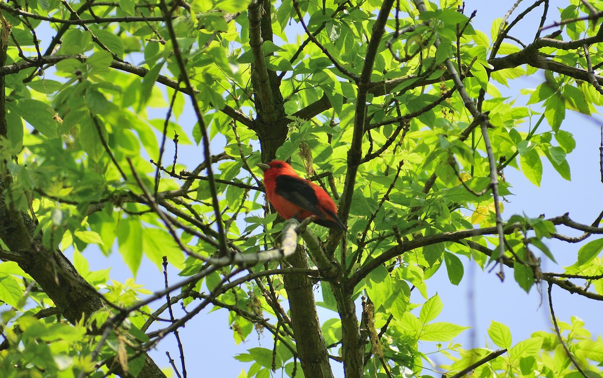 Scarlet Tanager - Matt Hall