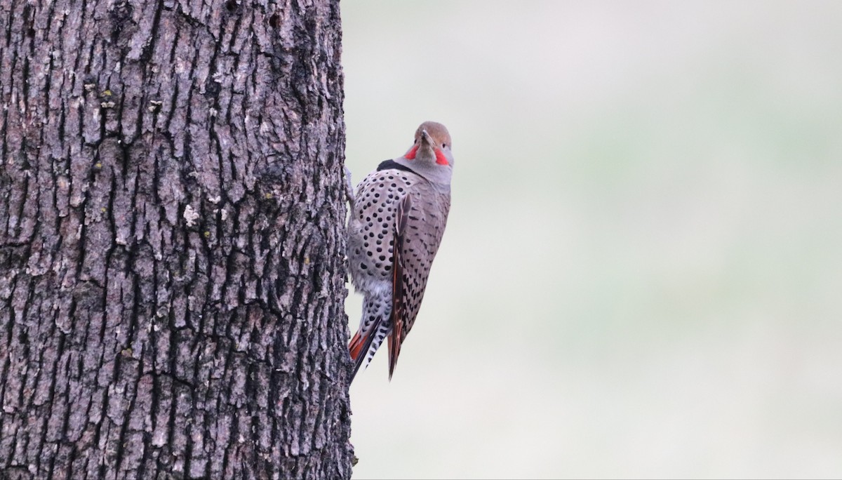 Northern Flicker (Red-shafted) - ML612862858
