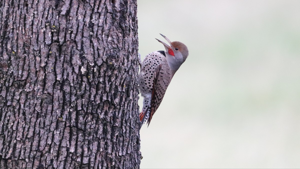 Northern Flicker (Red-shafted) - ML612862861