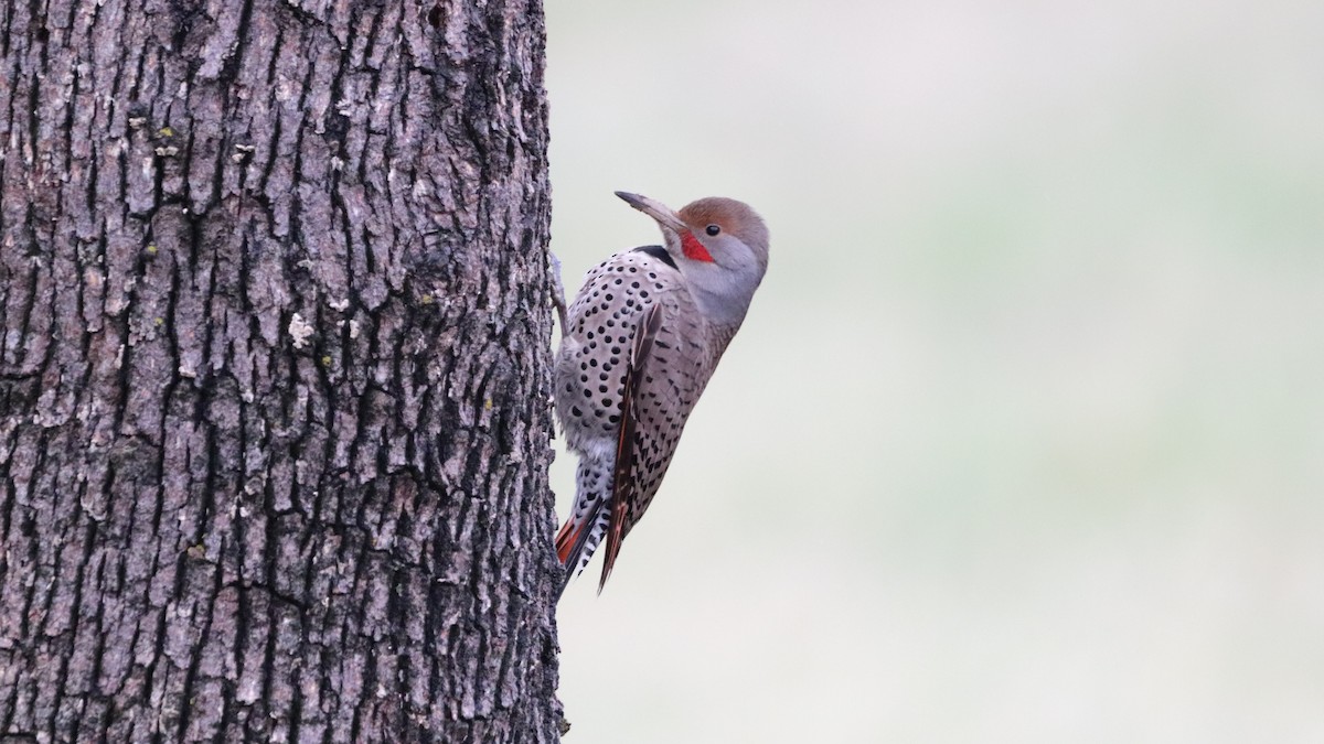 Northern Flicker (Red-shafted) - ML612862862