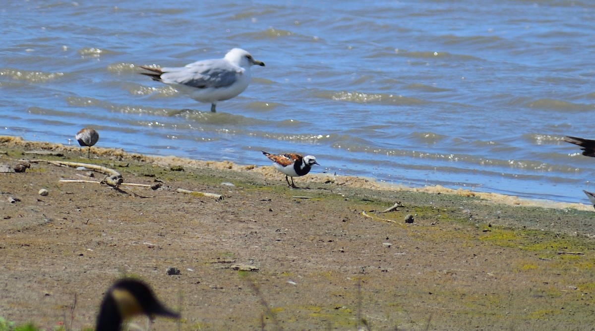 Ruddy Turnstone - Matt Hall