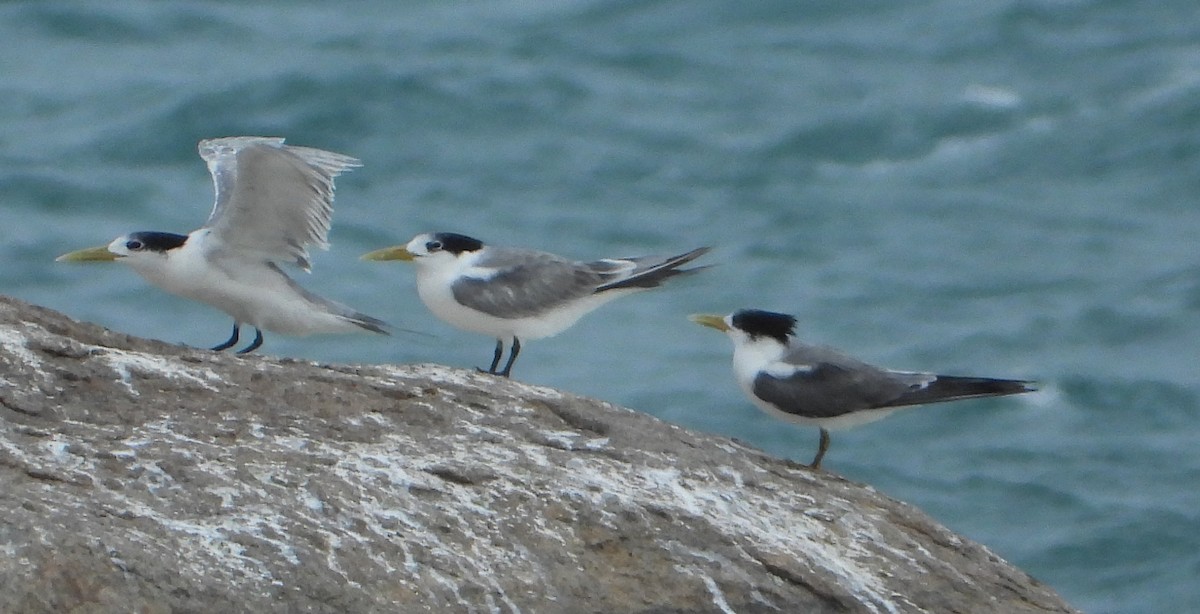 Great Crested Tern - ML612862866