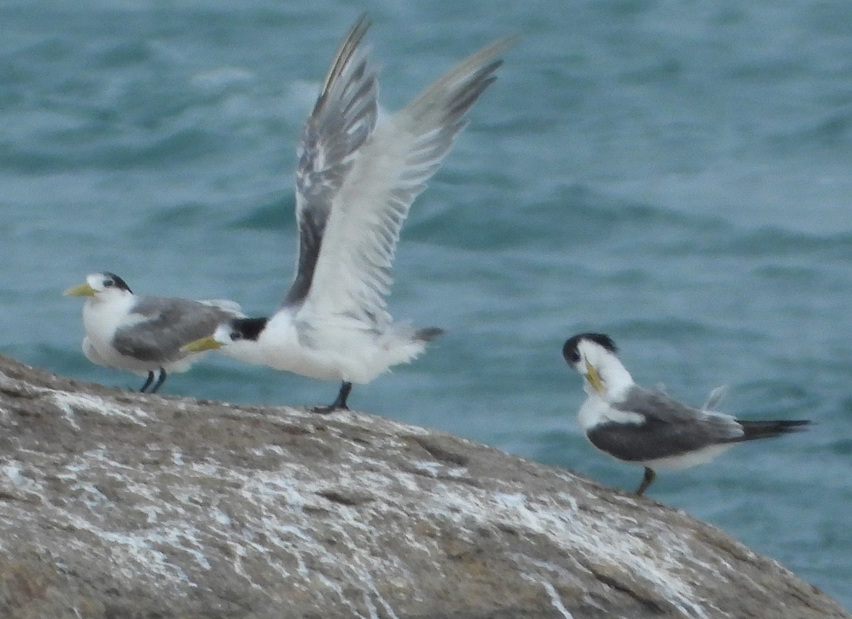 Great Crested Tern - ML612862867