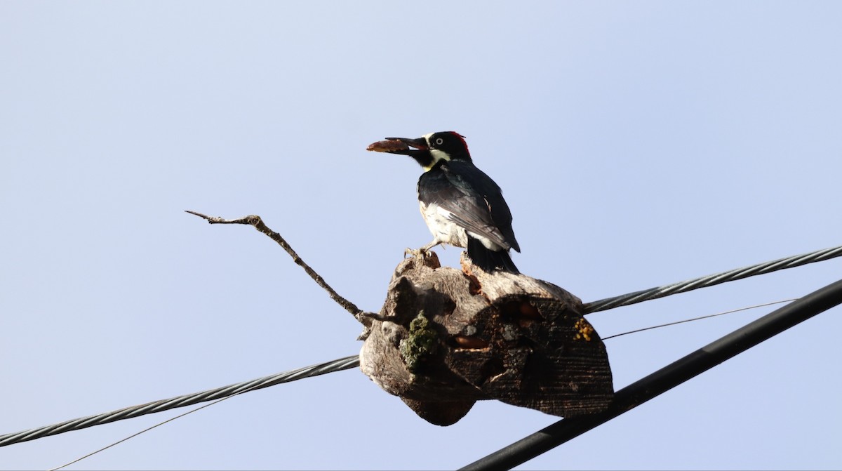 Acorn Woodpecker - ML612862875