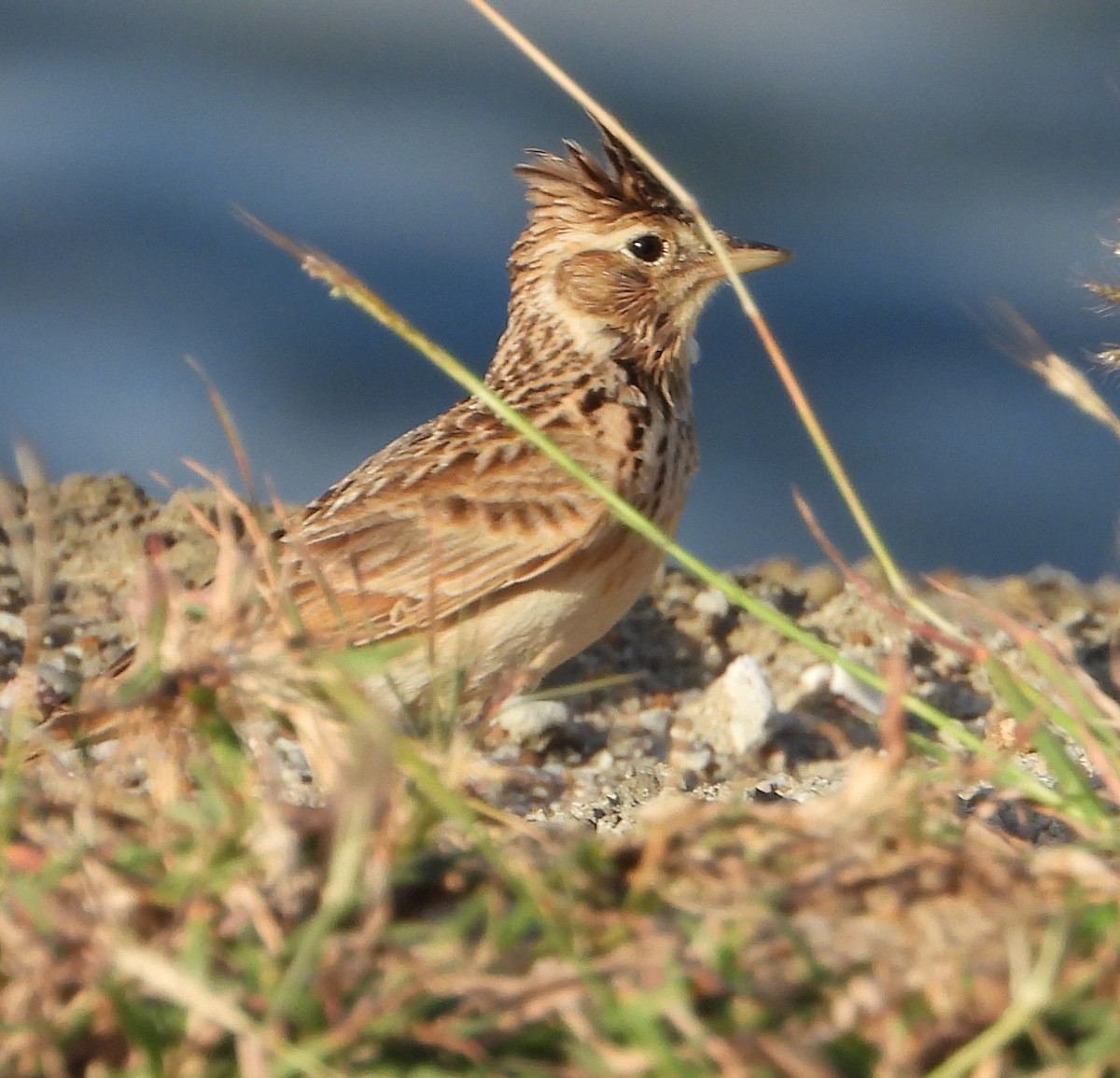 Oriental Skylark - ML612862904