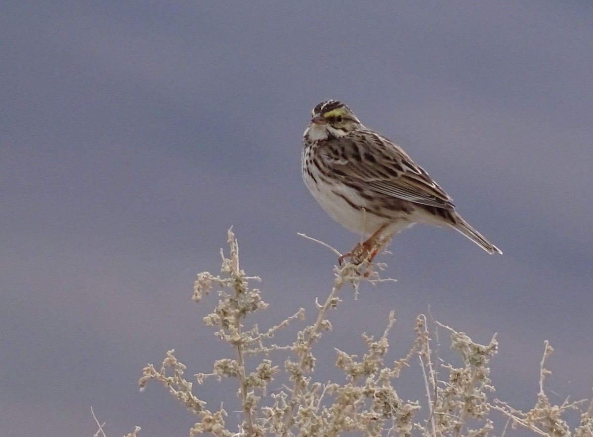 Savannah Sparrow - ML612862905