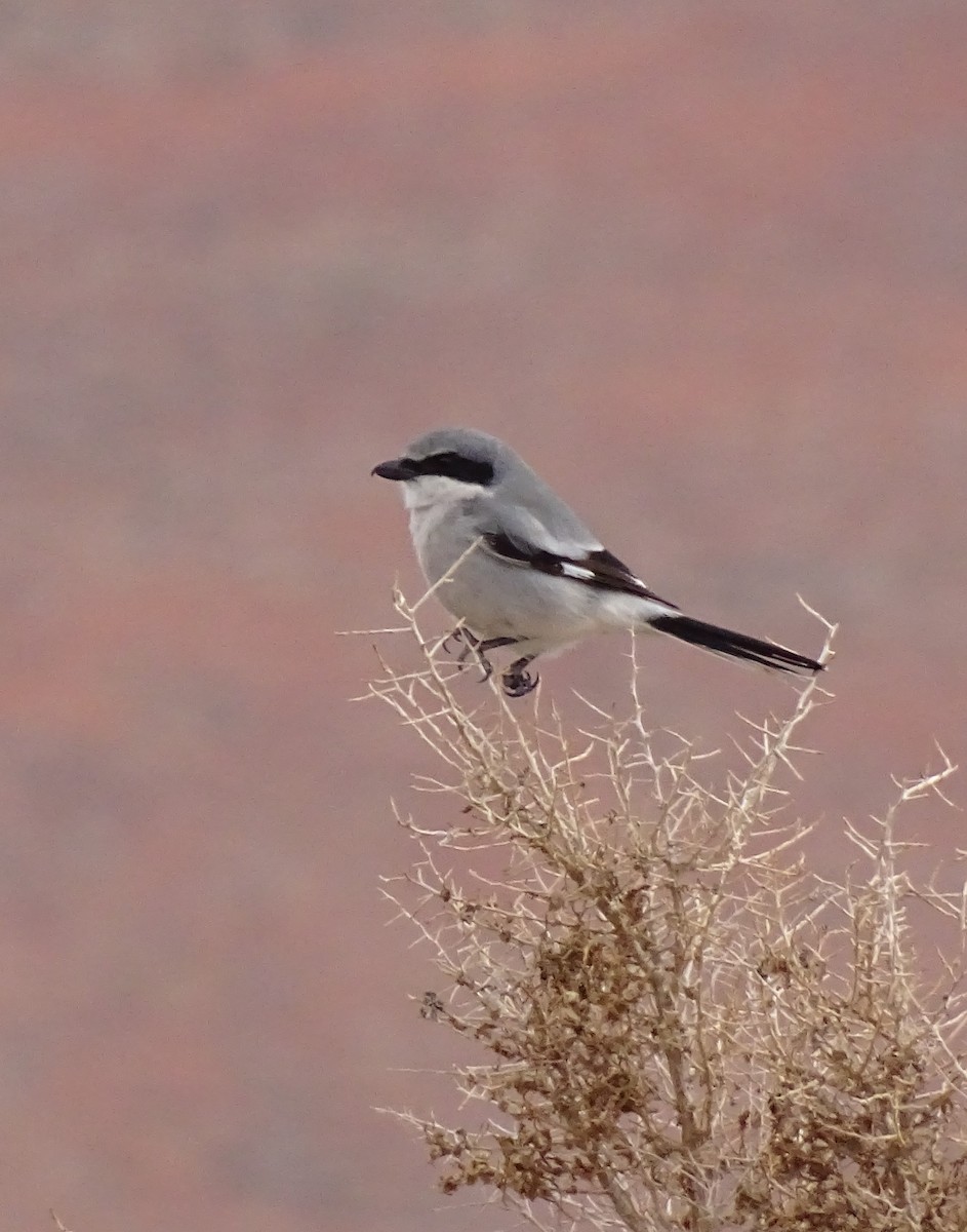 Loggerhead Shrike - ML612862935