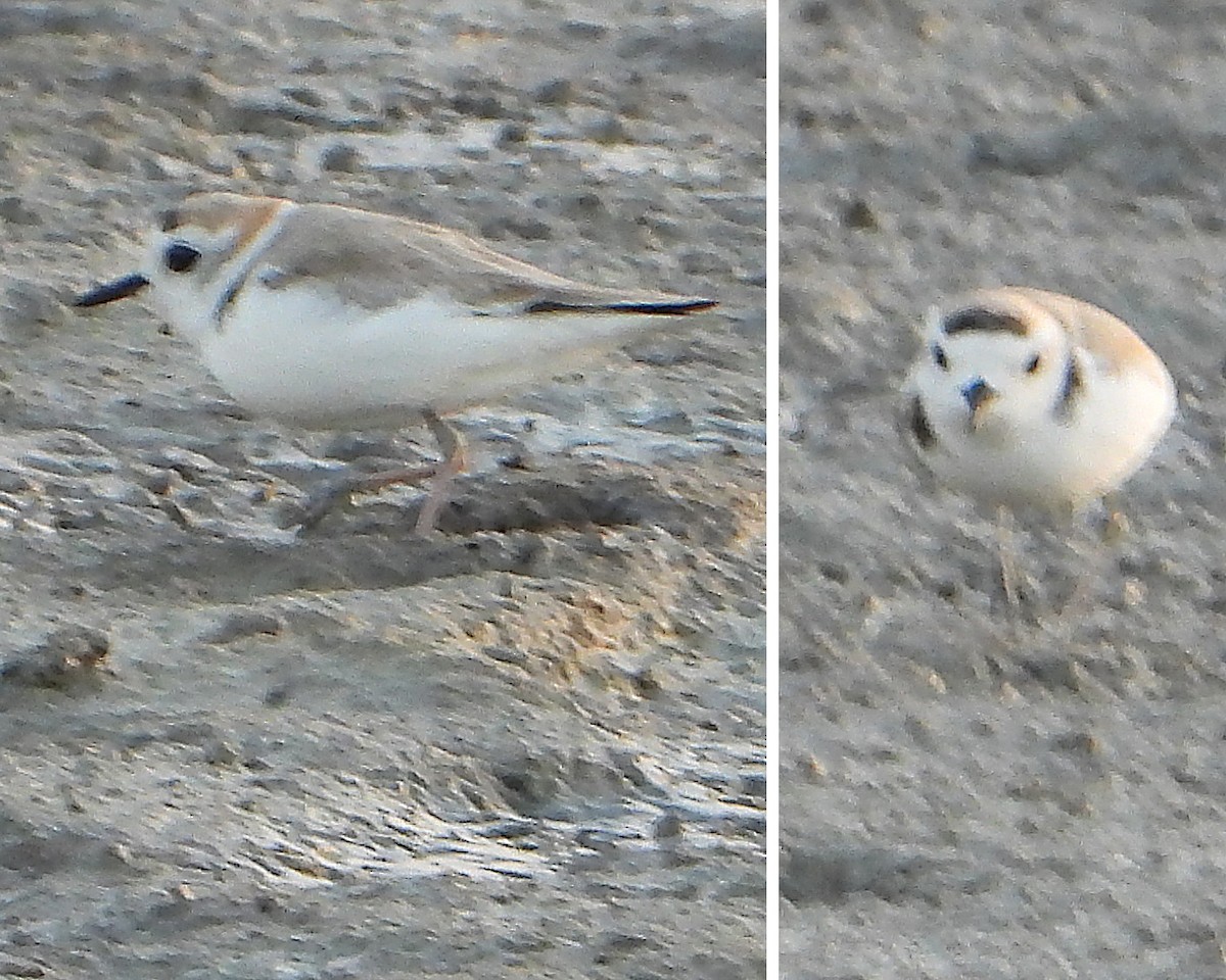 White-faced Plover - ML612862944