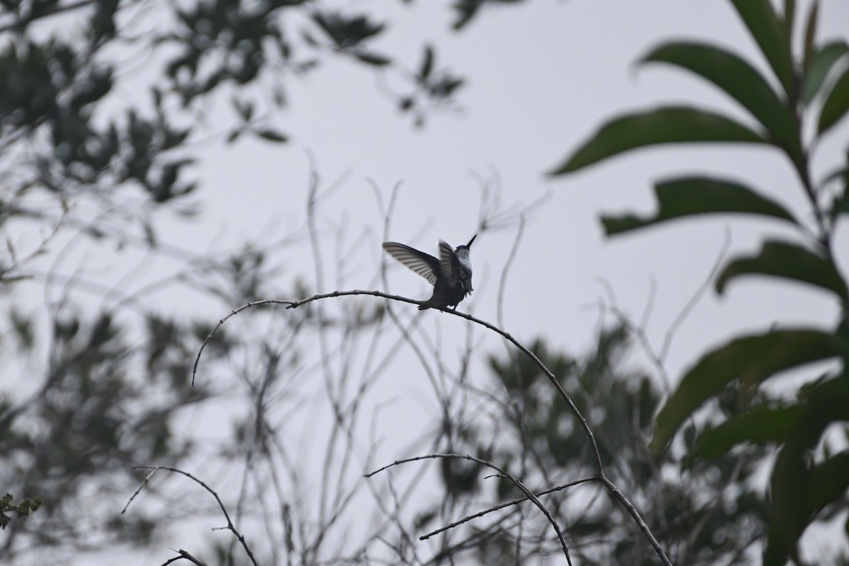 kolibřík azurovotemenný - ML612862956