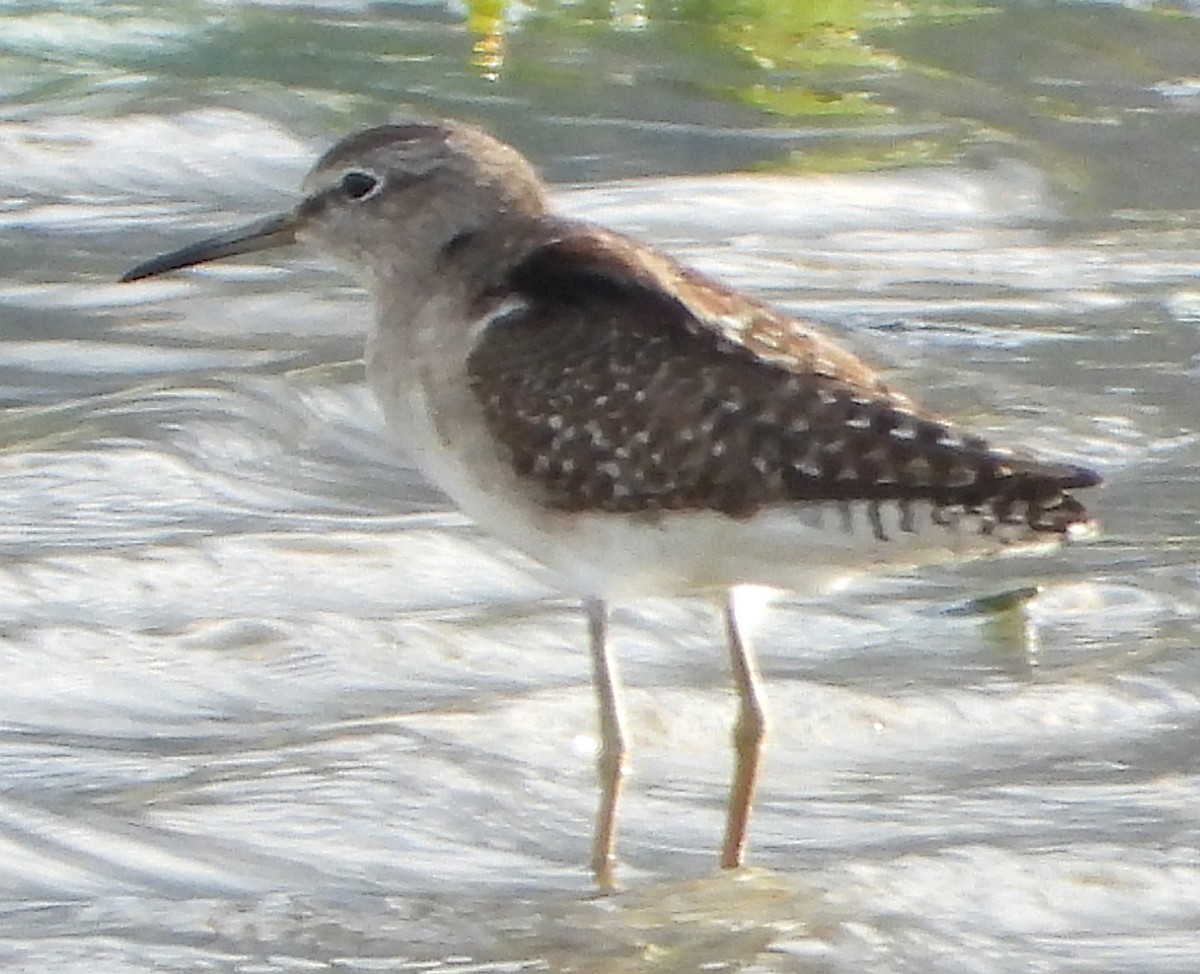 Wood Sandpiper - ML612862971